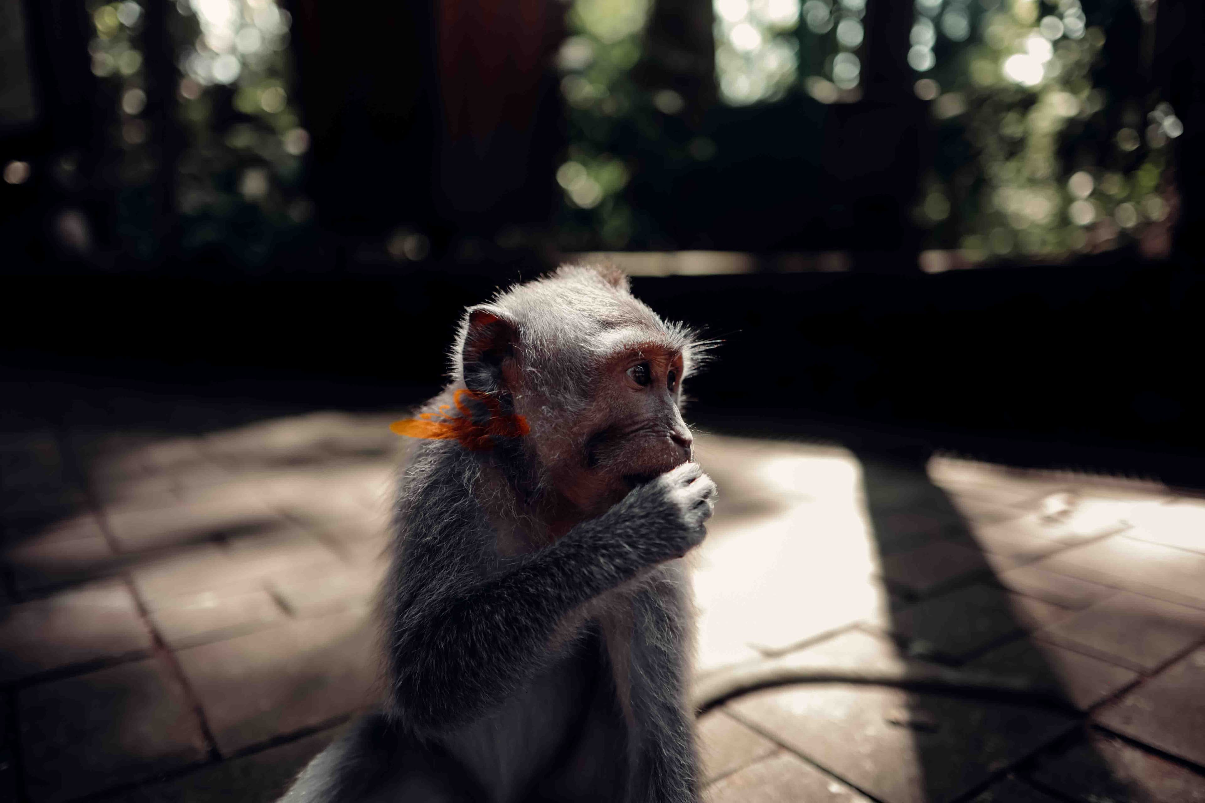 The LUXPREIC lifestyle — Bali